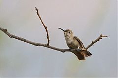 Tumbes Hummingbird